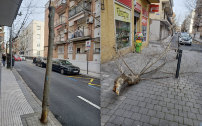 «Vecinos por Majadahonda» solicita podas y mantenimiento pero la concejala de Medio Ambiente del PP alega que «está cansada»